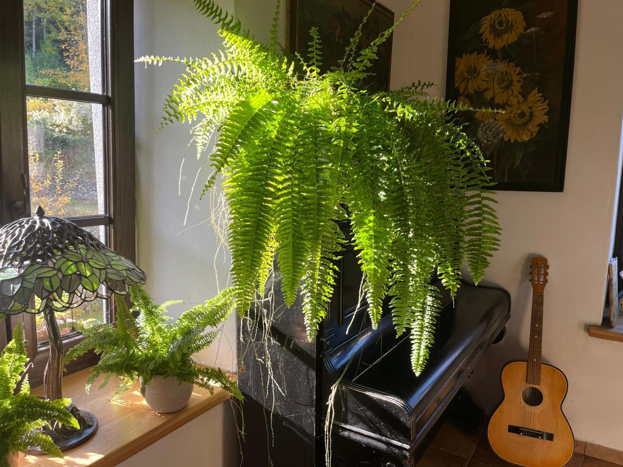 Pokoje Goscinne Art- Dworek Kudowa-Zdrój Extérieur photo